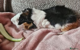 Guinea Pig rodents for sale: 2 Male Guinea Pigs (Boars) - Image 7