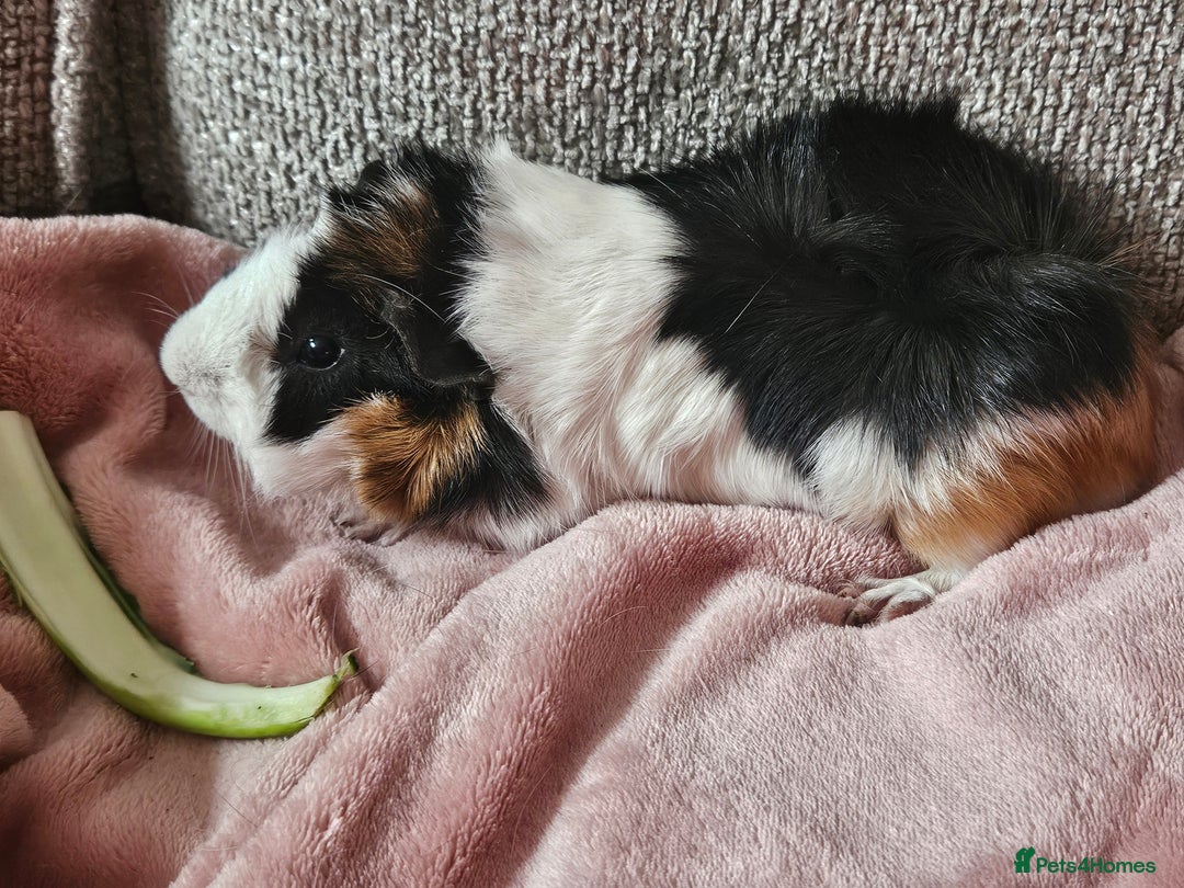 Guinea Pig rodents for sale: 2 Male Guinea Pigs (Boars) - Image 7