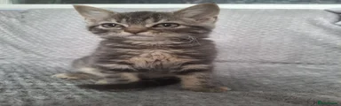 Mixed Breed Kitten 2