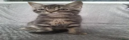 Mixed Breed cats for sale: 2 beautiful maincoone cross x mixed breed kittens  - Advert 7