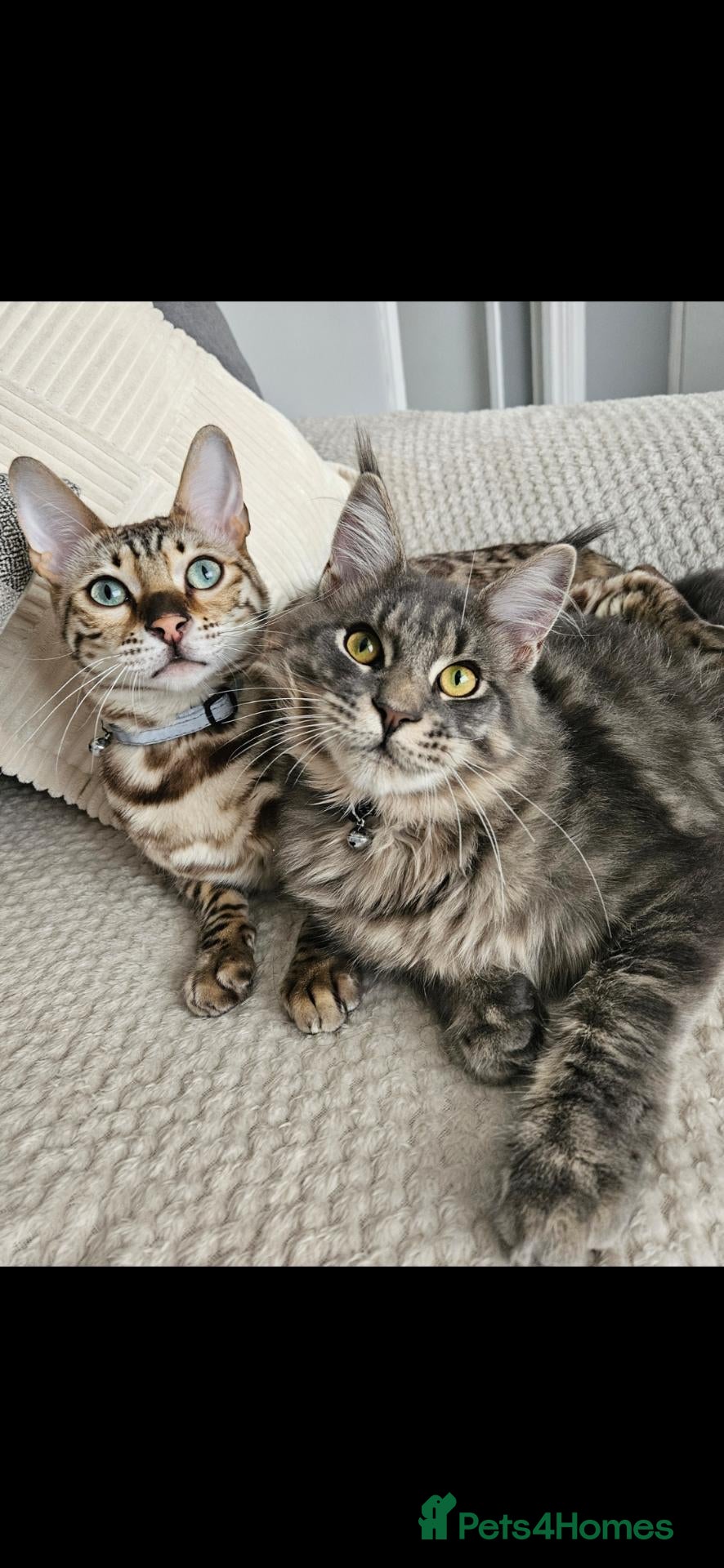 Bengal cats for sale: Bengal and Maine Coon Males - Advert 1