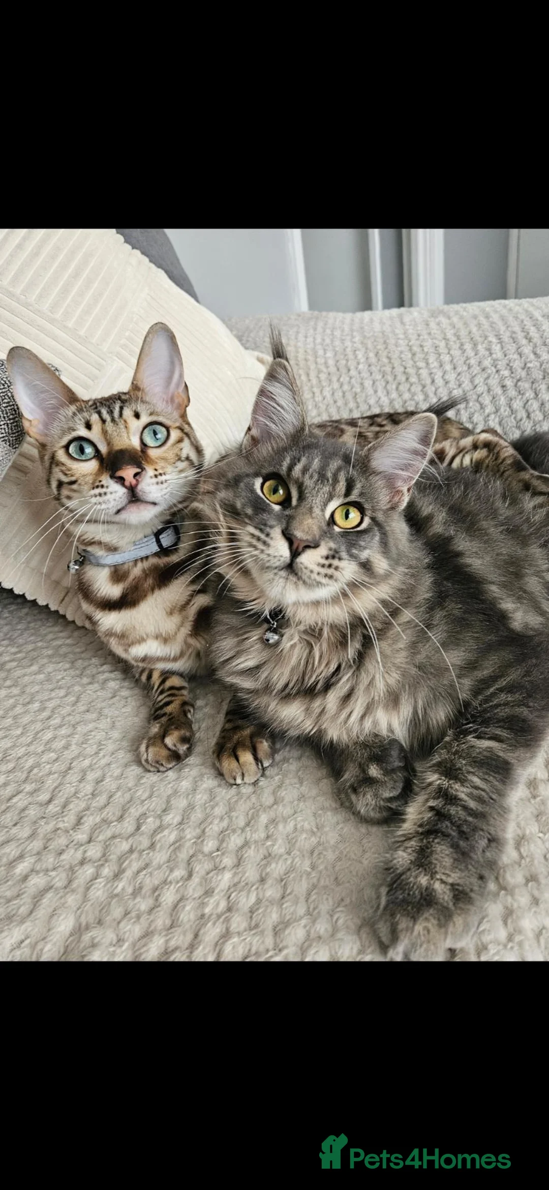 Bengal cats for sale: Bengal and Maine Coon Males in West Bromwich - Advert 1