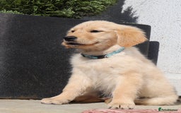 Golden Retriever dogs for sale: Golden retriever  - Image 9