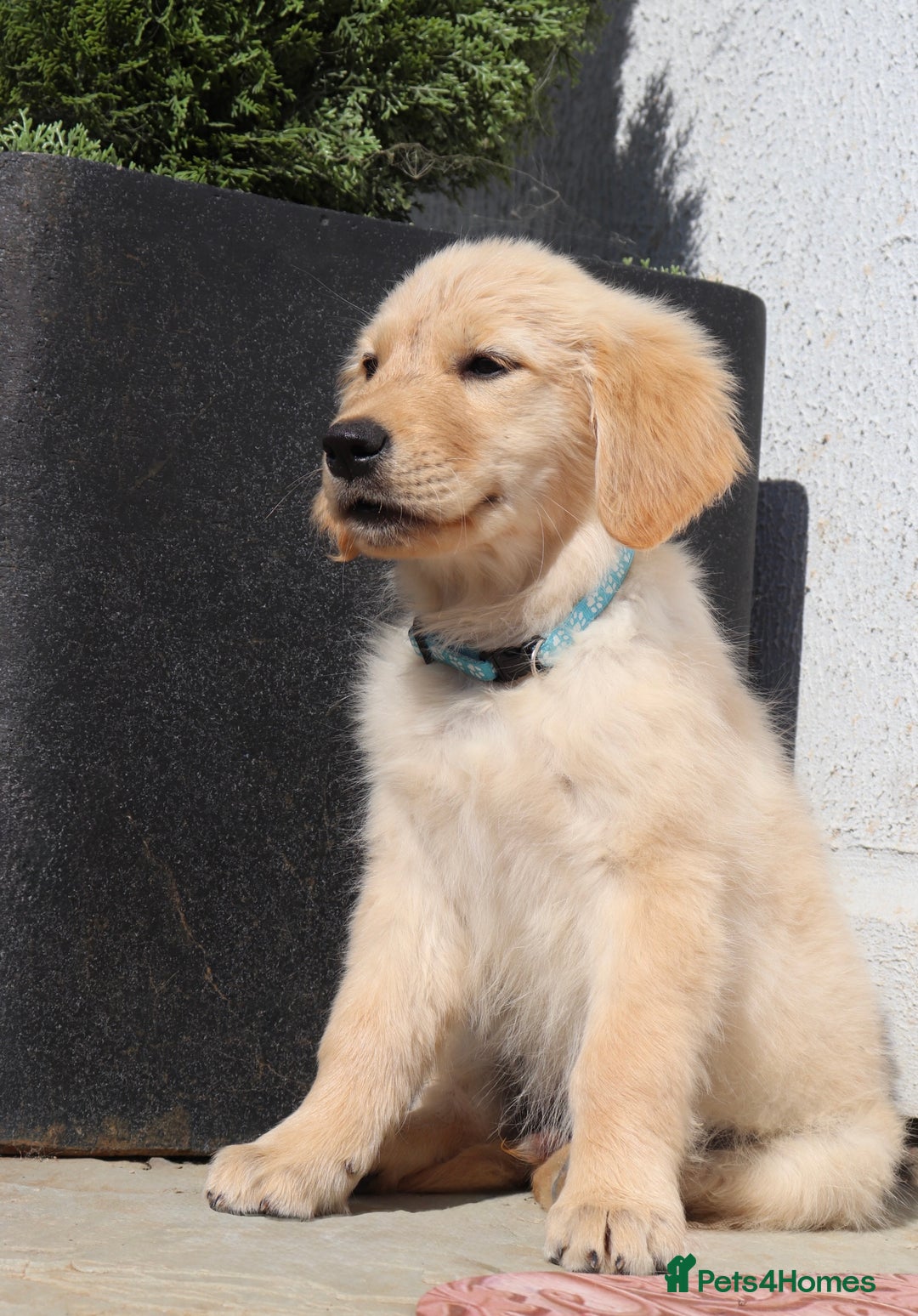 Golden Retriever dogs for sale: Golden retriever  - Image 9