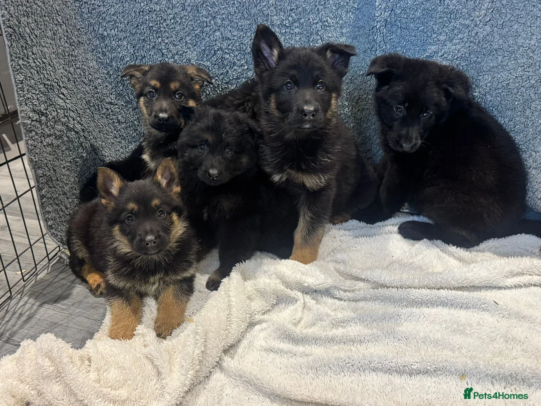 German Shepherd dogs for sale: German shepherd pups  - Advert 11