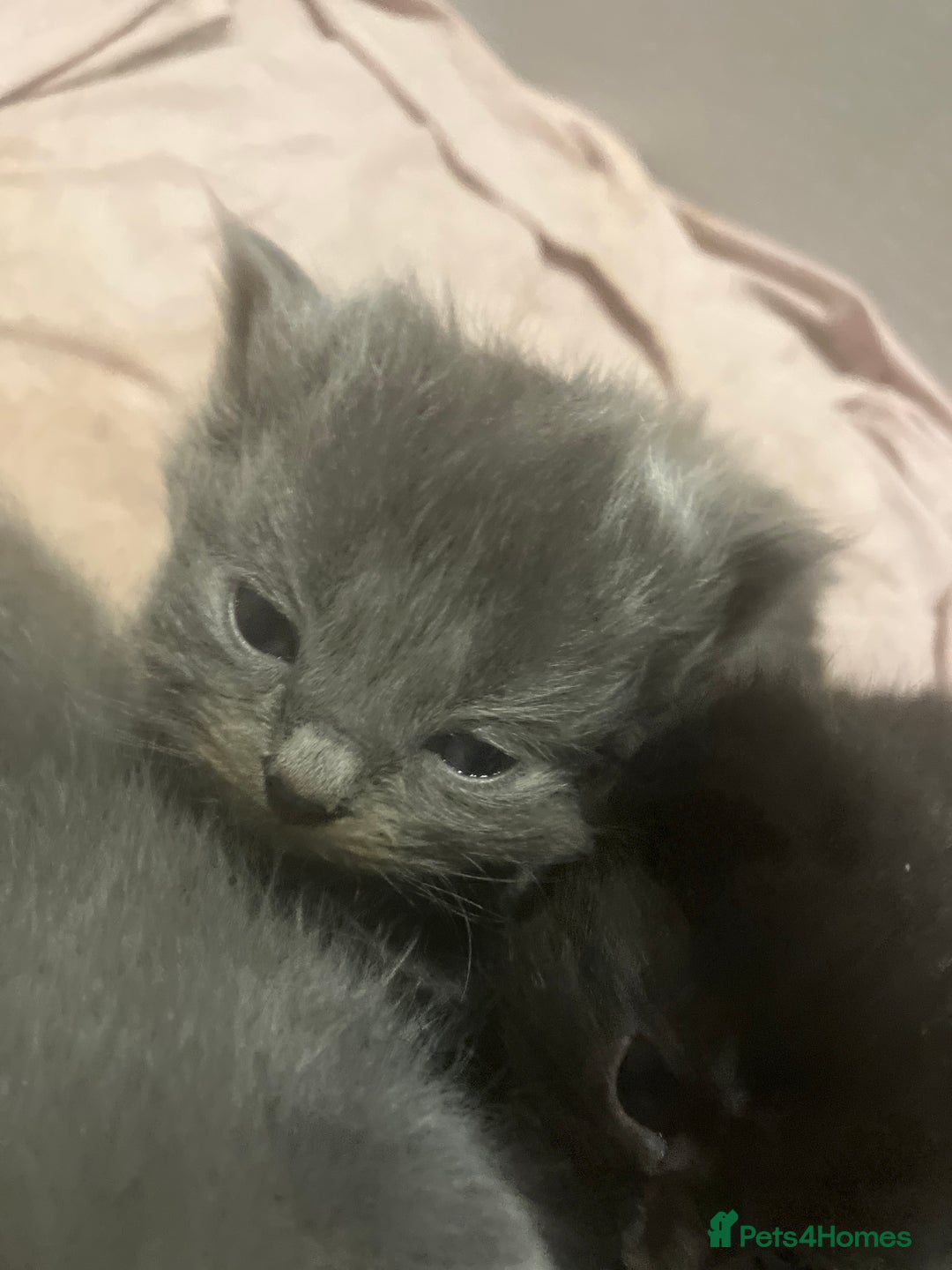 Mixed Breed cats for sale: Half british short hair kittens for reserve - Advert 3