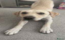 Labrador Retriever dogs for sale: Lovely Labrador retriever - Image 4