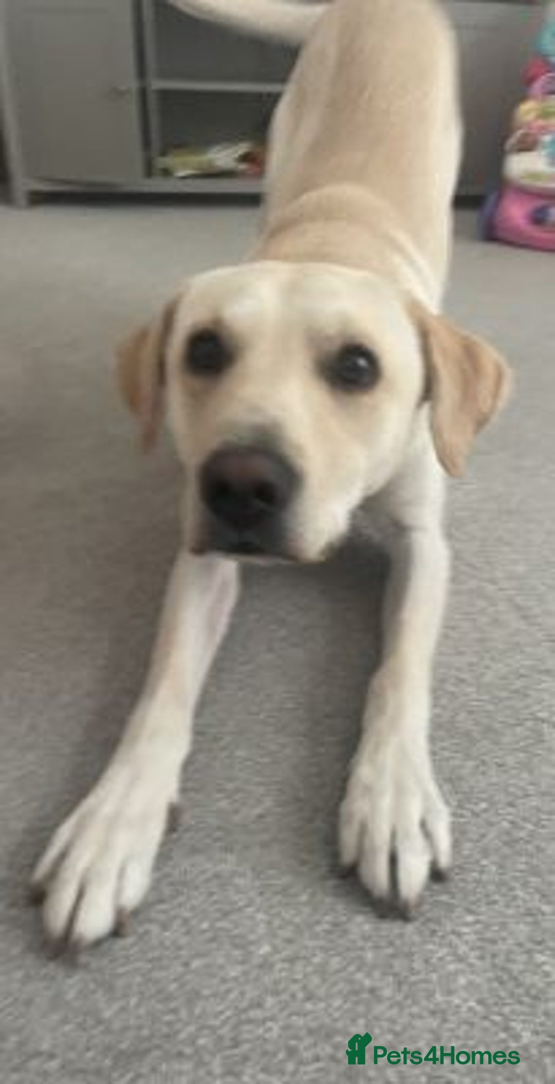 Labrador Retriever dogs for sale: Lovely Labrador retriever - Image 4