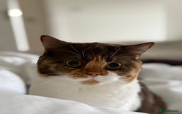 British Shorthair cats for sale: Active Chocolate Tortie - Image 2