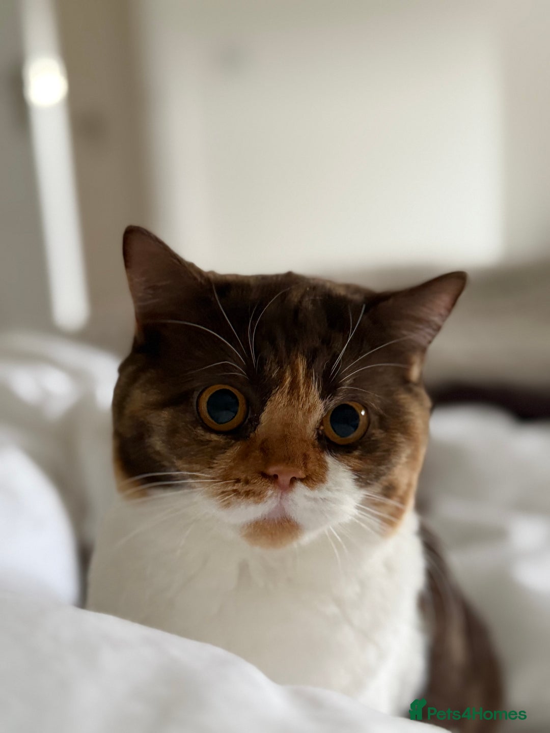 British Shorthair cats for sale: Active Chocolate Tortie - Image 2