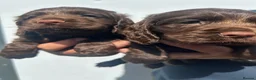 Cocker Spaniel dogs for sale: K/c Working cocker spaniels  - Advert 5