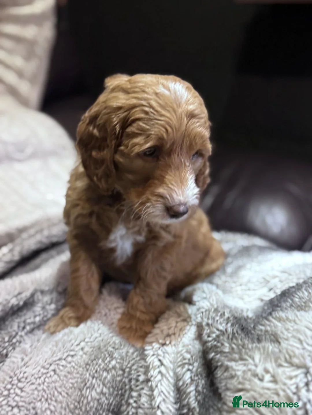 Cockapoo dogs for sale: Stunning Cockapoo Puppies For Sale. in Leeds - Advert 1