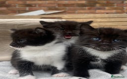 Mixed Breed cats for sale: Fluffy mixed tabby kittens  - Image 6
