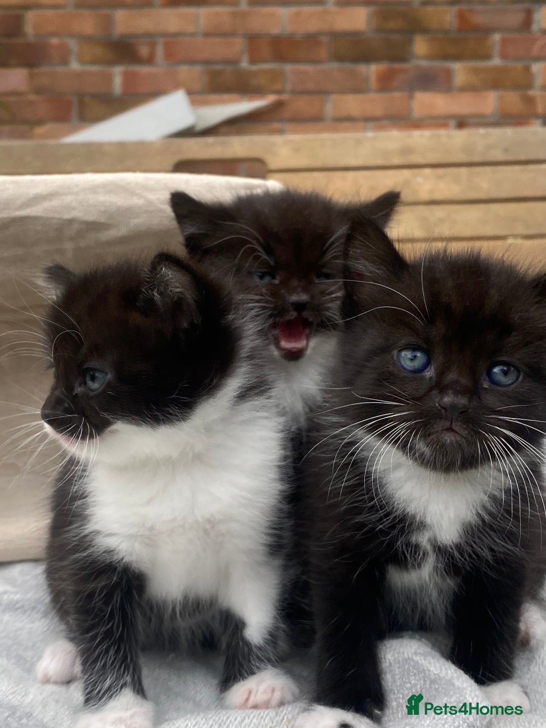 Mixed Breed cats for sale: Fluffy mixed tabby kittens  - Image 6