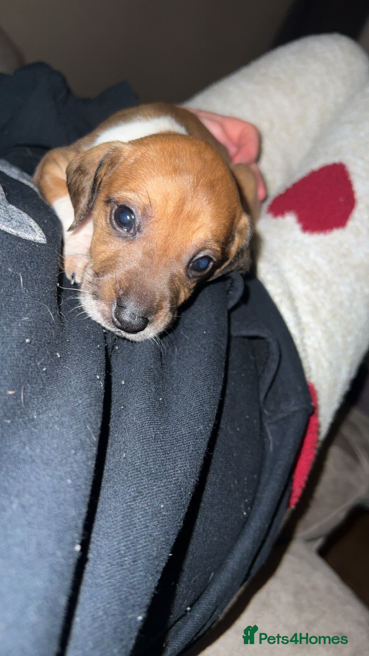 Mixed Breed dogs Vizsla X Whippet puppies - Advert 11