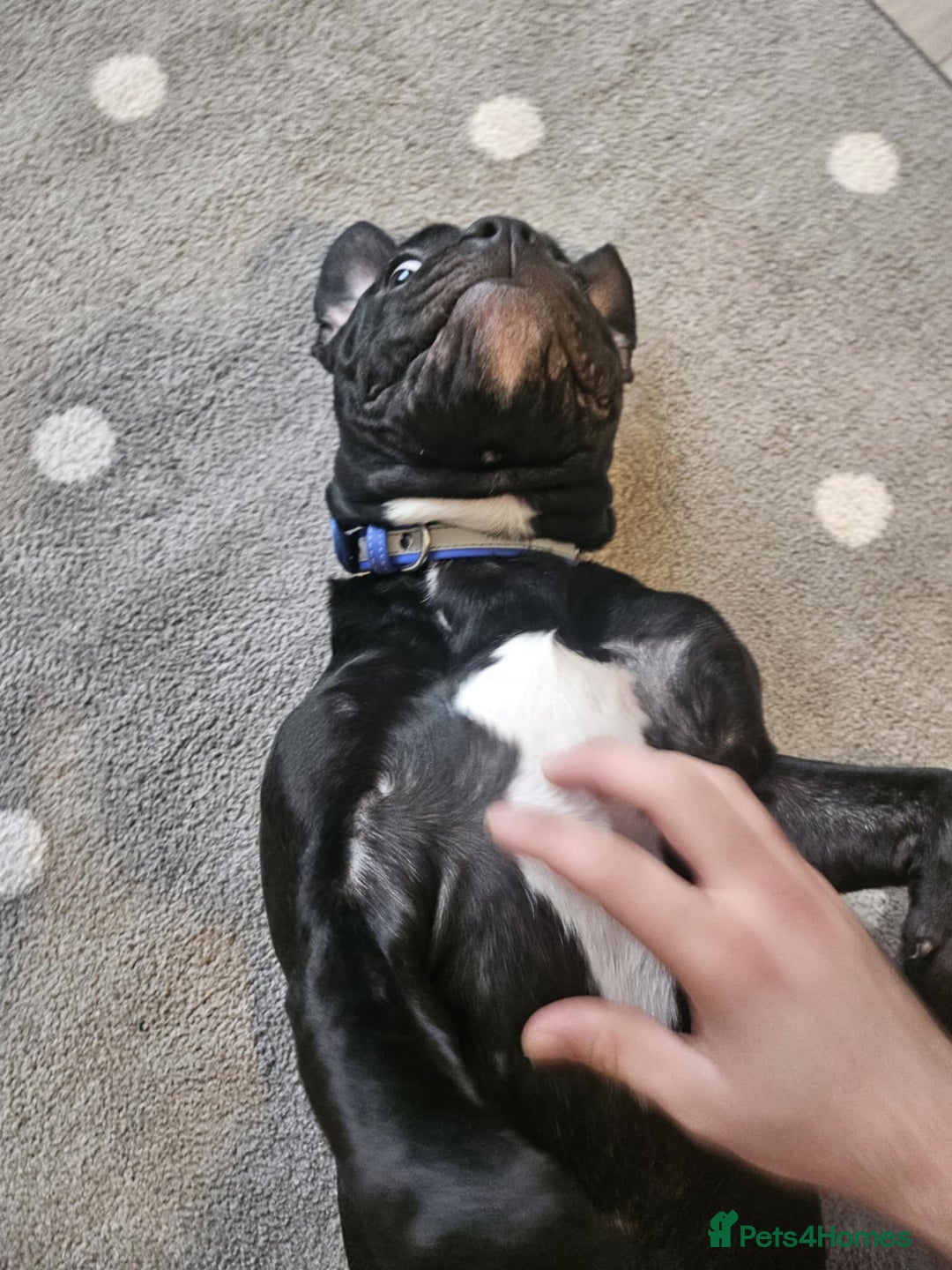 Mixed Breed dogs for sale: Wonderful dog for sale - Advert 17