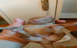 Miniature Poodle dogs for sale: ✨ Miniature Poodle Puppies for Reservation! ✨   - Image 9