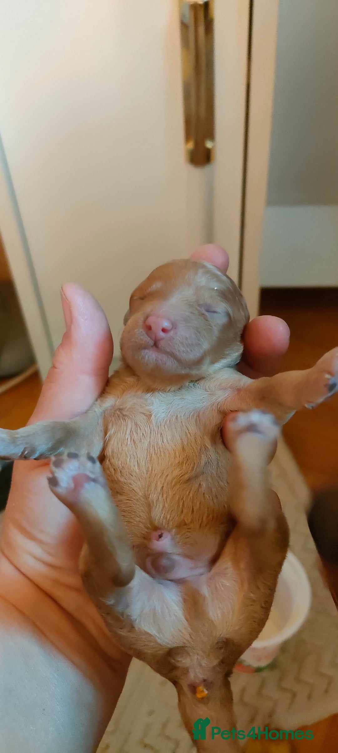 Miniature Poodle dogs for sale: ✨ Miniature Poodle Puppies for Reservation! ✨   - Image 9