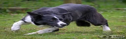 Border Collie dogs for sale: ISDS Tri and Black & White Border Collies - Advert 4