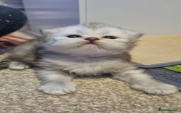Persian cats for sale: Beautiful Persian kittens - Image 5