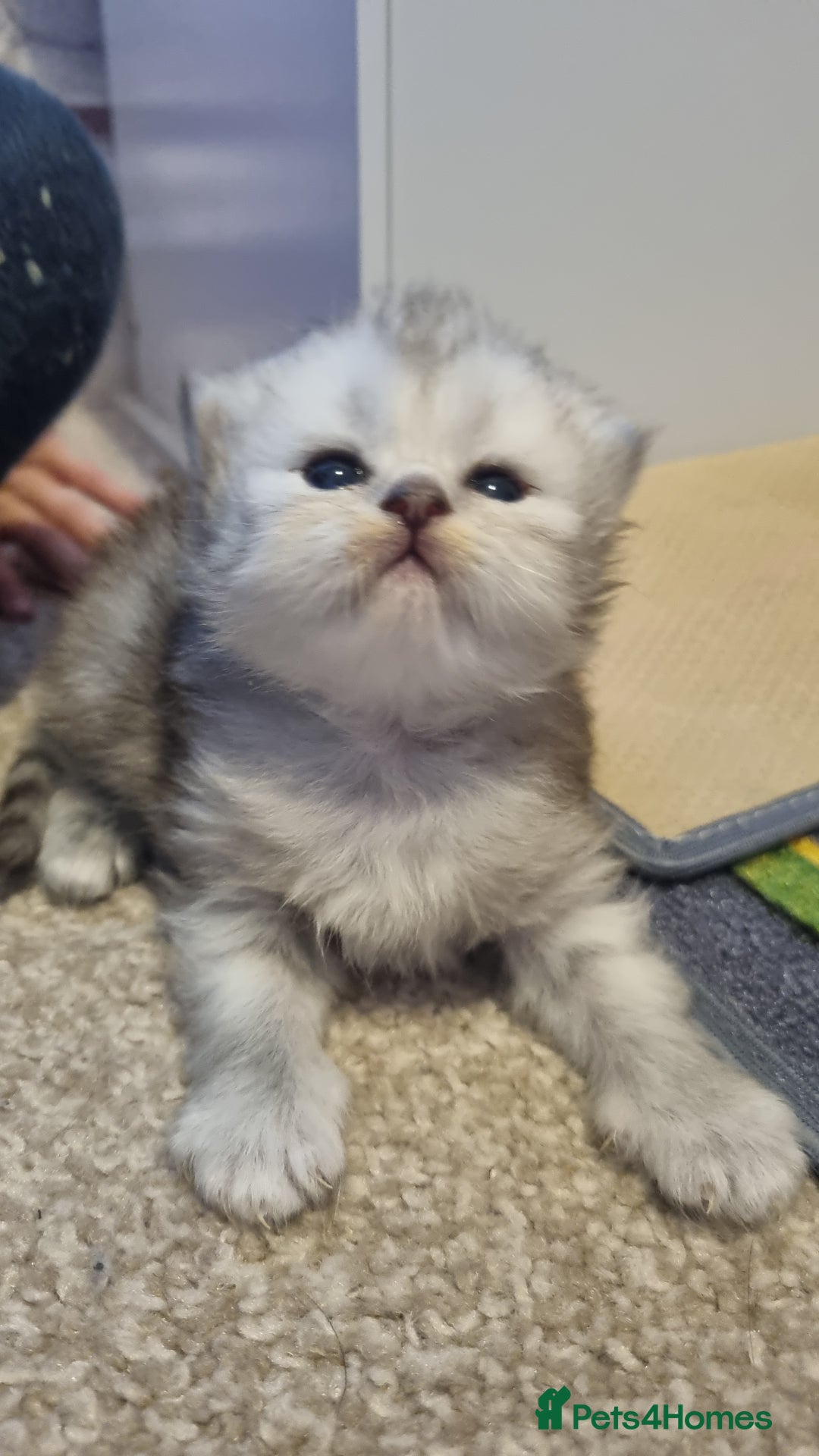 Persian cats for sale: Beautiful Persian kittens - Image 5