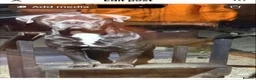 Cane Corso dogs for stud: Cane corso  - Advert 6