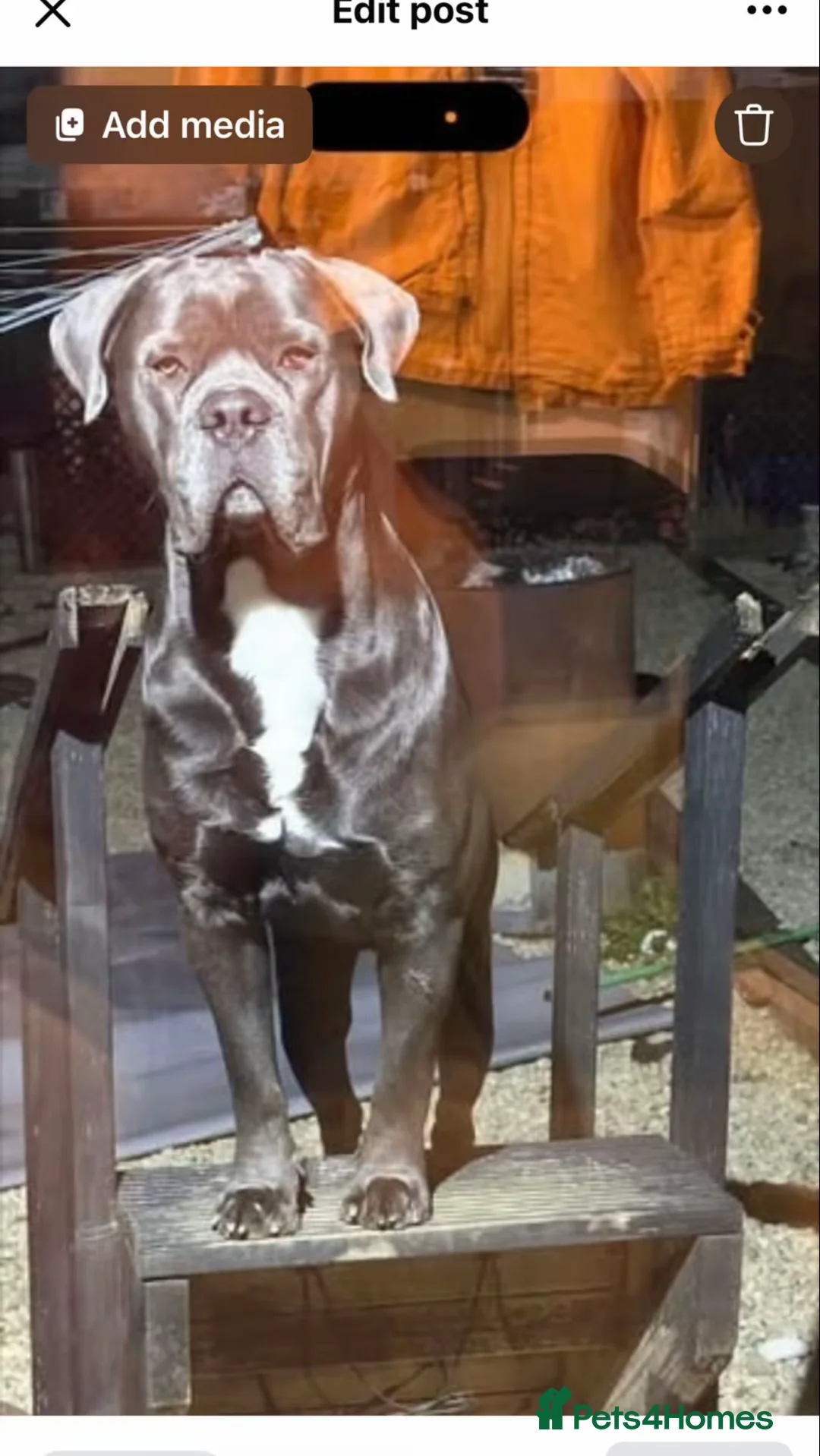 Cane Corso dogs for stud: Cane corso  - Advert 6