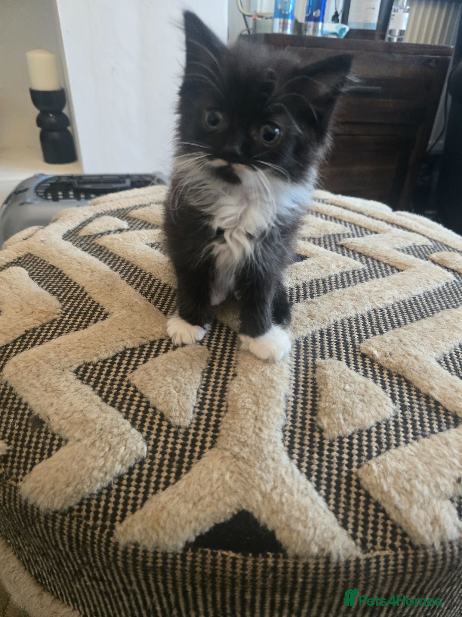Mixed Breed cats 3 Black and white male kittens ready to leave  - Advert 1