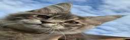 Maine Coon cats for sale: 🔥 CHAMPION RUSSIAN LINE XXL MAINE COON VACCINATED - Advert 15