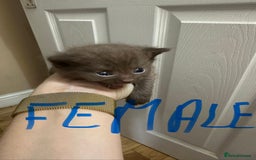British Shorthair cats for sale: Kittens British shorthair mixed  - Image 16