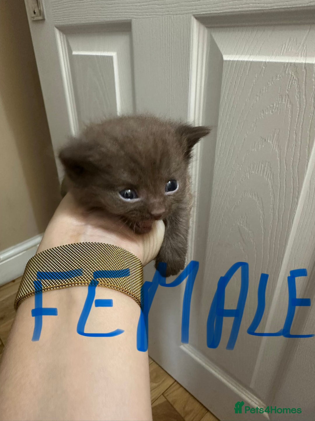 British Shorthair cats for sale: Kittens British shorthair mixed  - Image 16