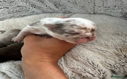 English Bulldog dogs for sale: Beautiful English Bull Dogs KC reg - Image 9