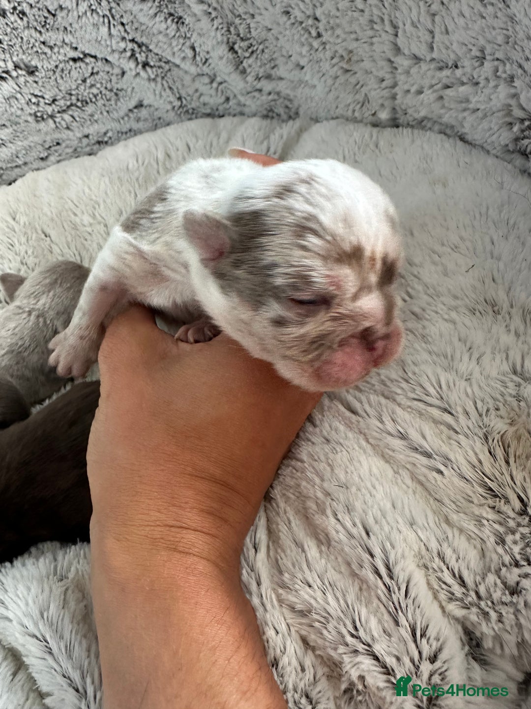 English Bulldog dogs for sale: Beautiful English Bull Dogs KC reg - Image 9