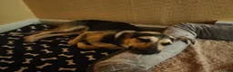 Mixed Breed dogs for adoption: ANTONIO - FOR ADOPTION  in Southport - Advert 6