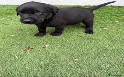 Labrador Retriever dogs for sale: Black pedigree Labradors only 3 girls available  - Image 21