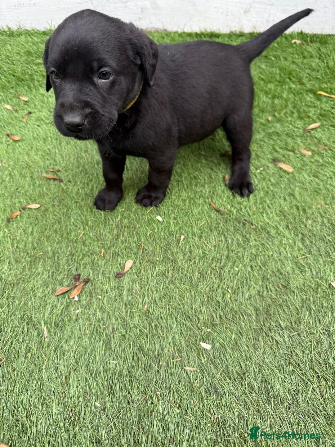 Labrador Retriever dogs for sale: Black pedigree Labradors only 3 girls available  - Image 21