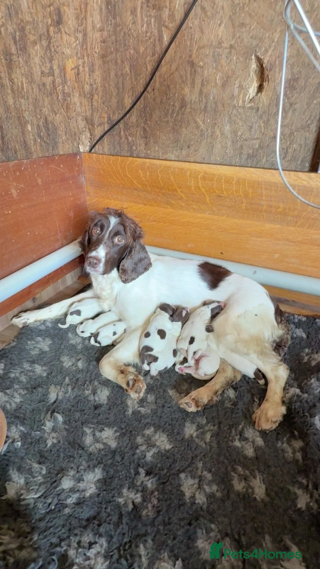 English Springer Spaniel dogs for sale: Springer Spaniel Puppies for sale KC Registered in Swindon - Advert 1