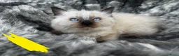Ragdoll cats for sale: Pure breed ragdoll kittens READY NOW  - Advert 11