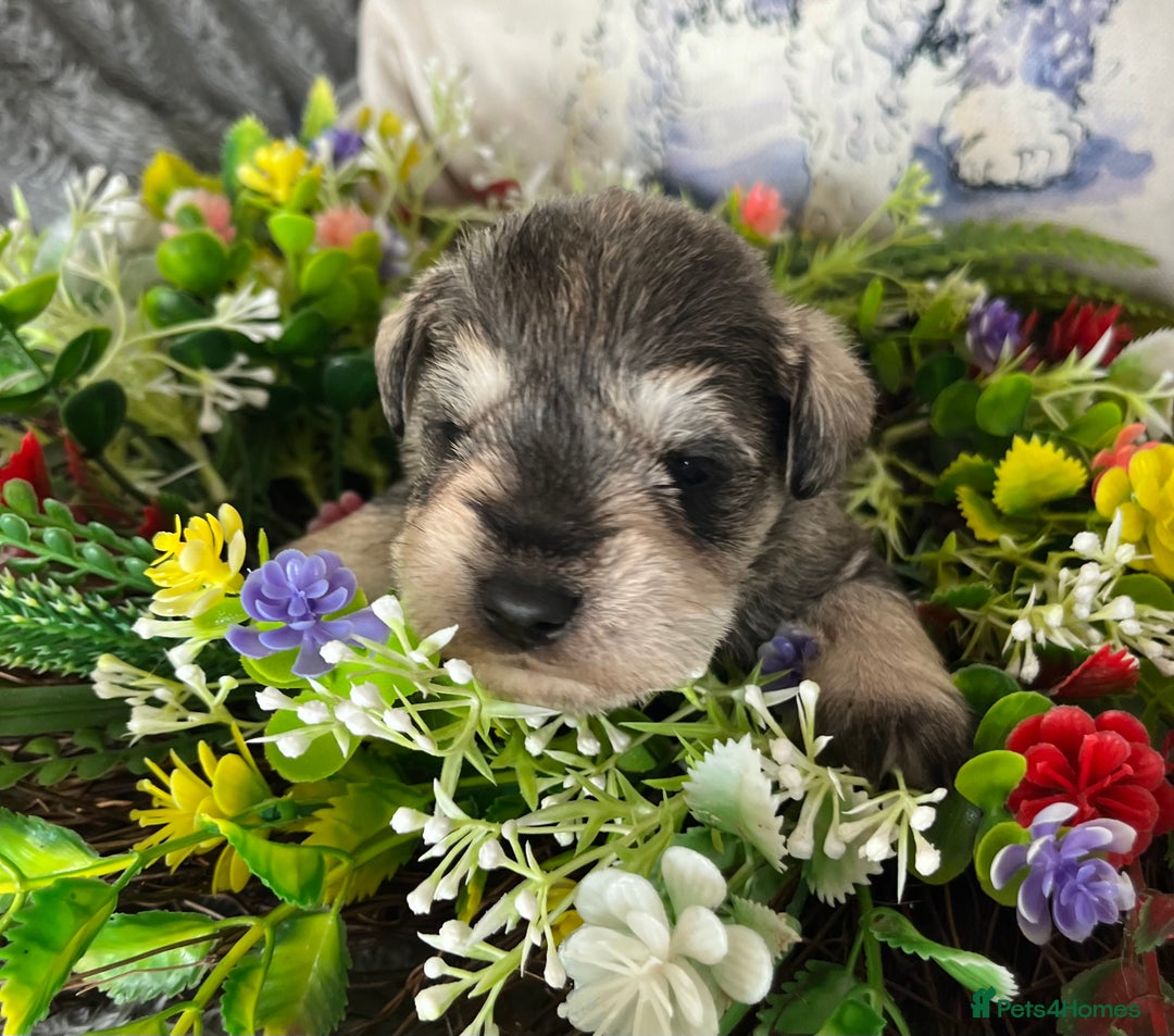 Miniature Schnauzer dogs for sale: Just 2 boys and girls available raised with love - Image 21