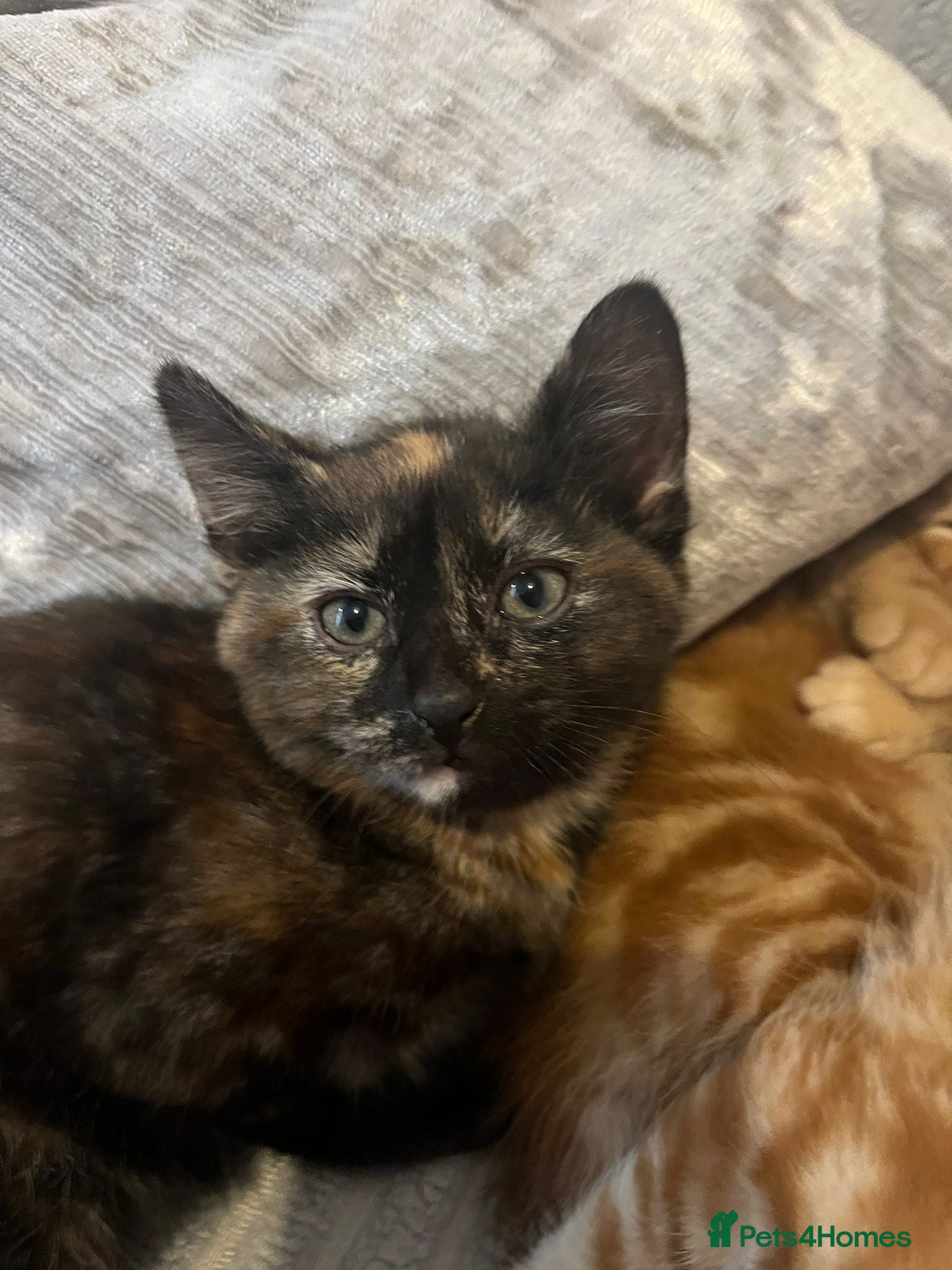 Mixed Breed cats Tortoiseshell female kitten ready now - Advert 6