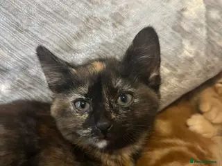 Mixed Breed cats Tortoiseshell female kitten ready now - Advert 6