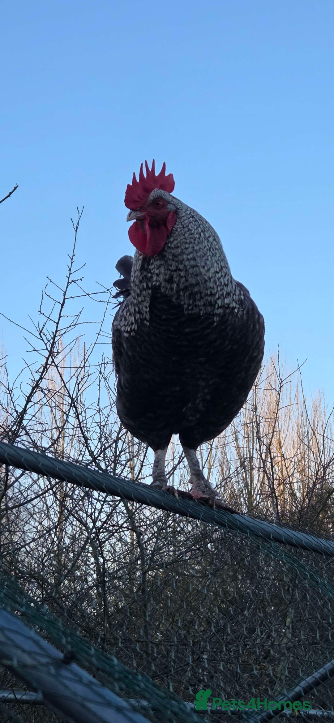 Chickens poultry for sale: Roosters for sale-East Ipswich in Ipswich  - Advert 3