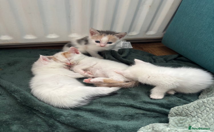 Mixed Breed cats - Advert 8