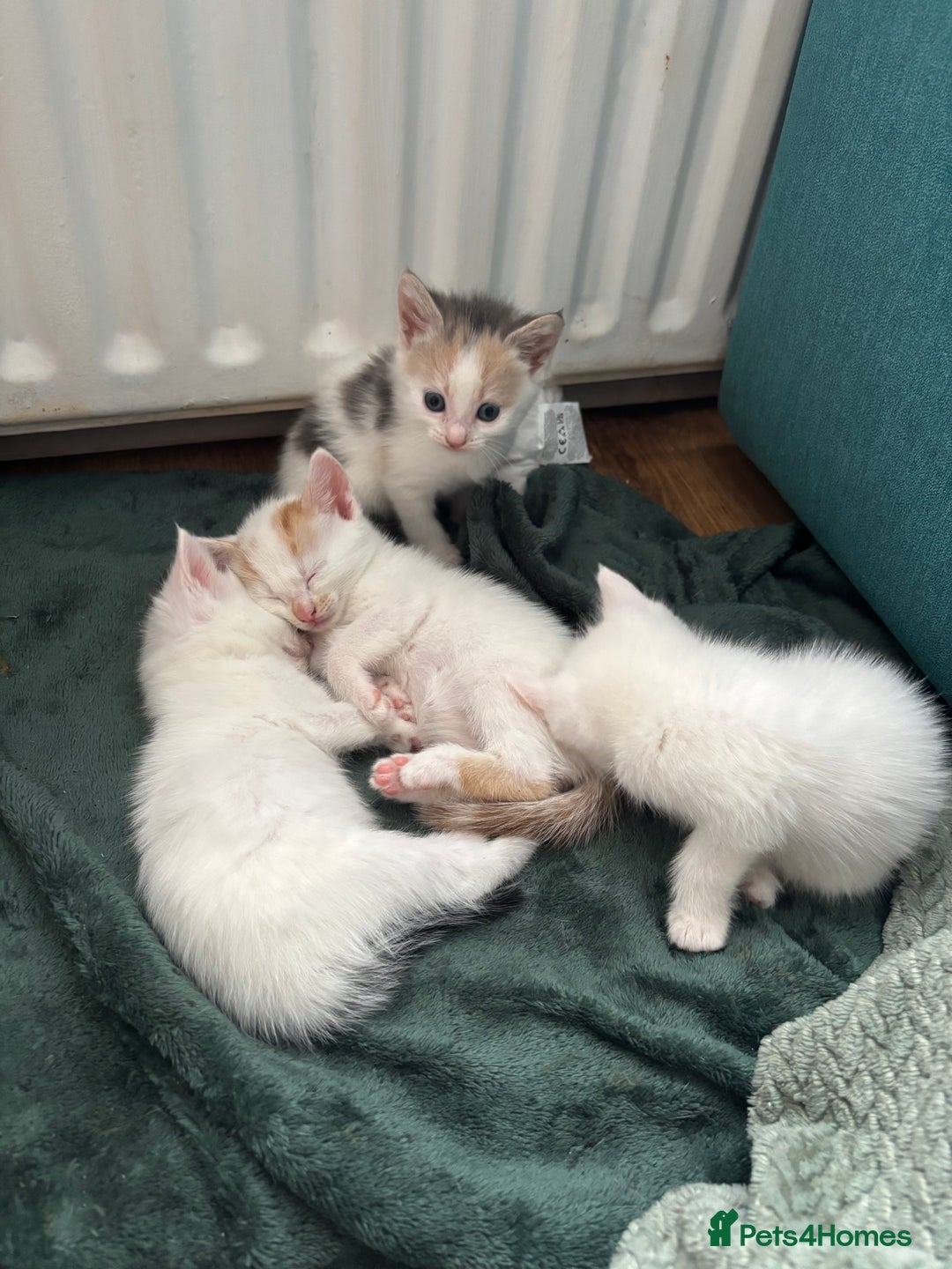 Mixed Breed cats for sale: 5 Adorable Fluffy White Playful Kittens  - Image 1