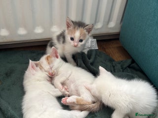 Mixed Breed cats - Advert 3