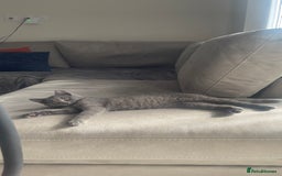British Shorthair cats for sale: 7 months old kitten  - Image 1