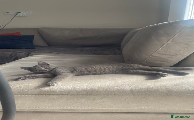 British Shorthair cats - Advert 11