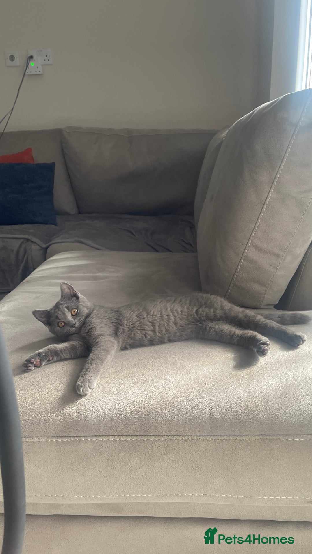 British Shorthair cats for sale: 7 months old kitten  - Image 1