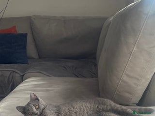 British Shorthair cats - Advert 22