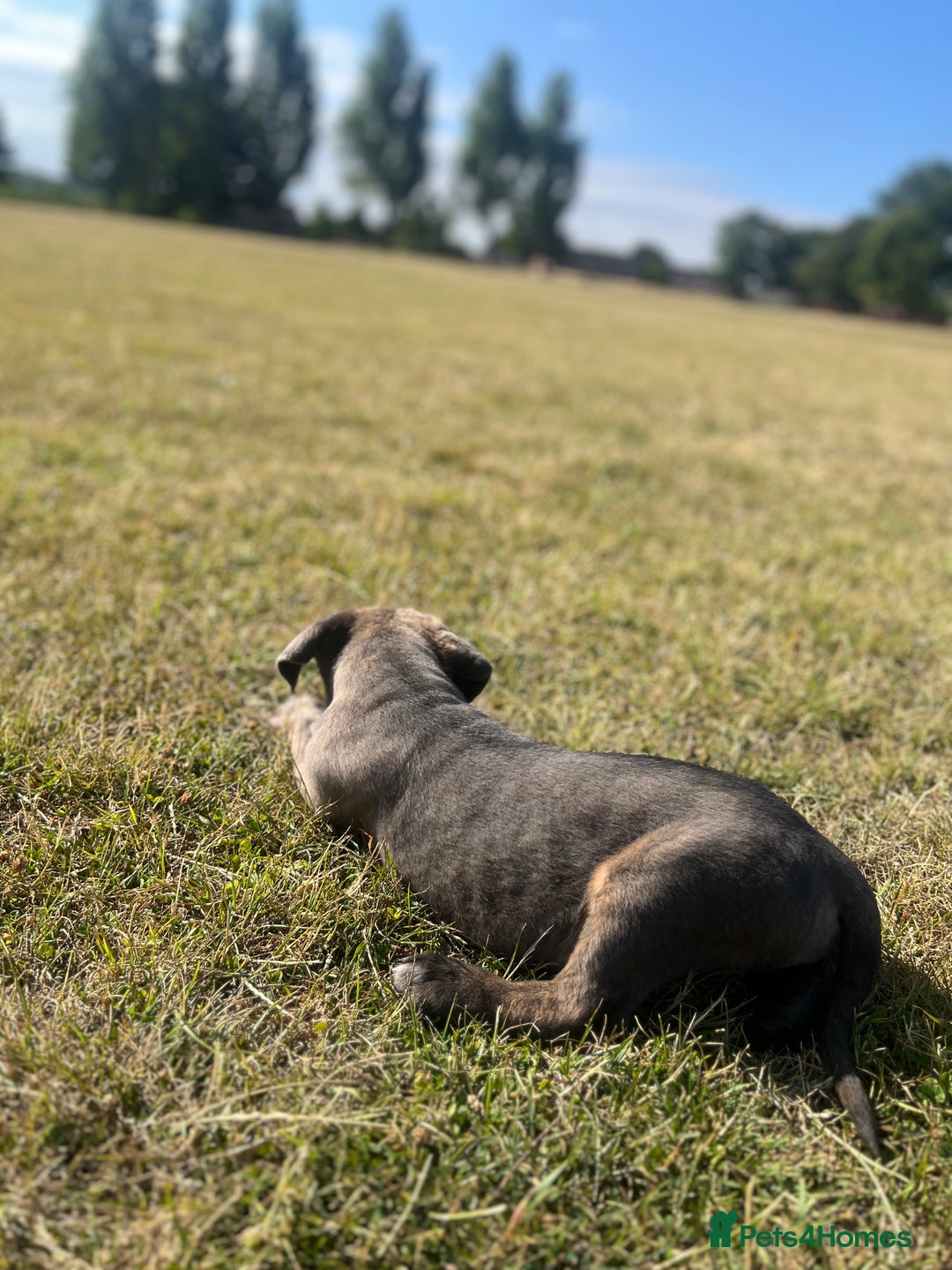 Cane Corso dogs for sale: Cane corso  - Image 2